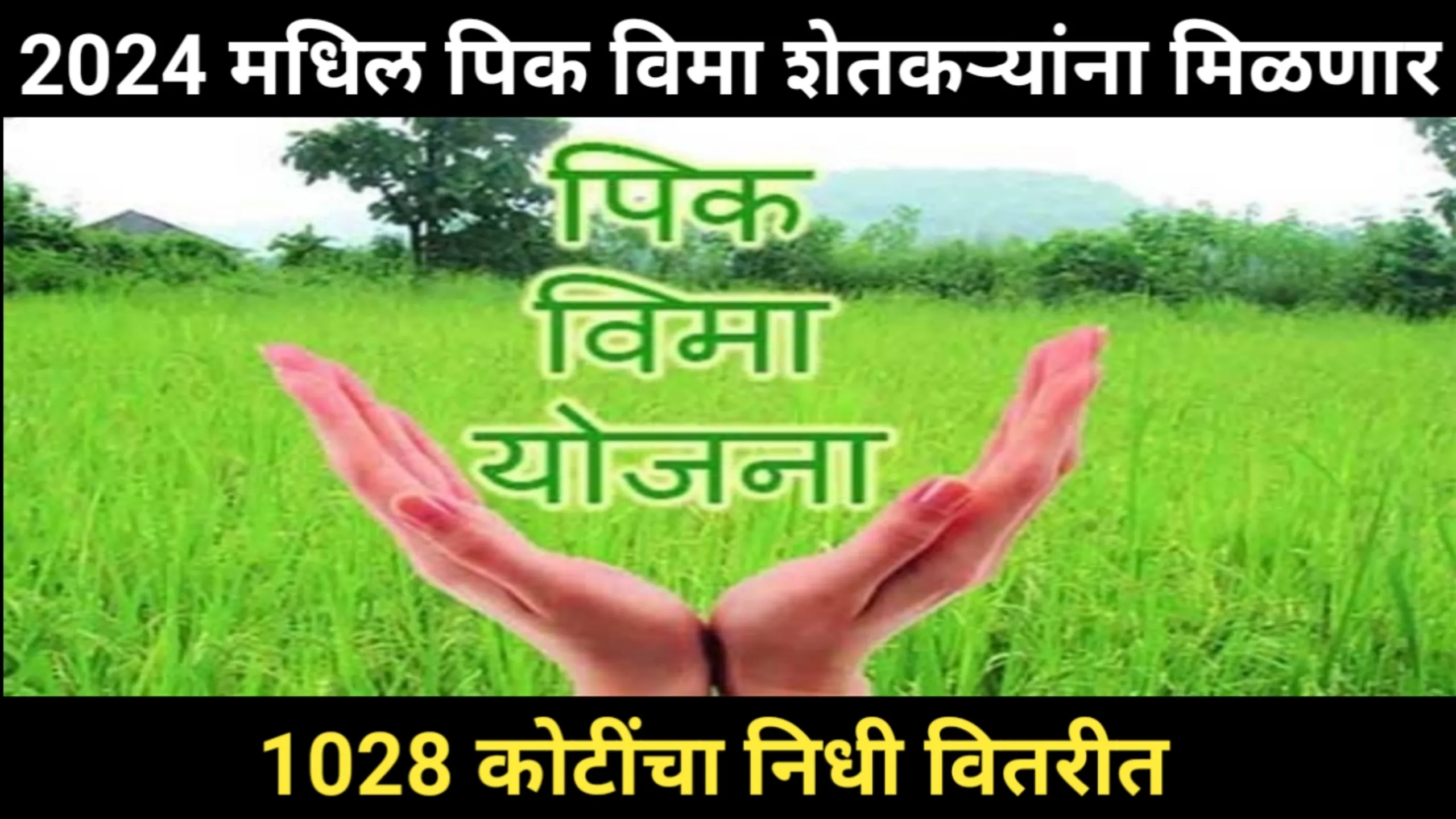 2024 मधिल पिक विमा शेतकऱ्यांना मिळणार, 1028 कोटींचा निधी वितरीत | Pik Vima Shetkari