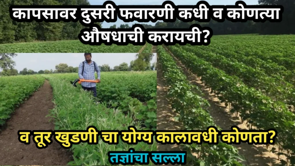 कापसावर दुसरी फवारणी कधी व कोणत्या औषधाची करायची? व तूर खुडणीचा योग्य कालावधी कोणता? | Kapasi Fawarni