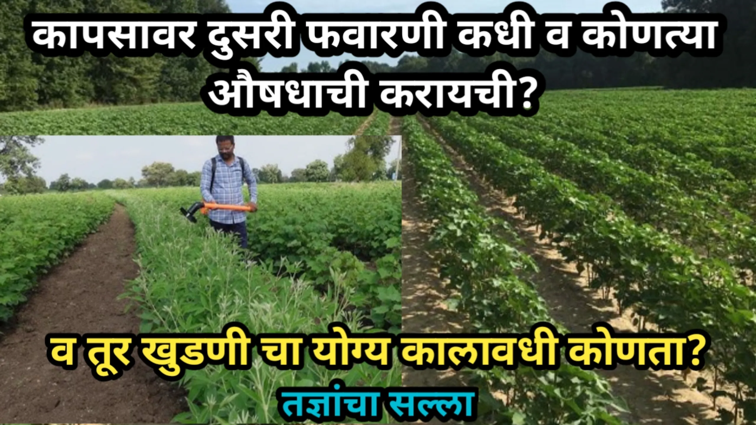 कापसावर दुसरी फवारणी कधी व कोणत्या औषधाची करायची? व तूर खुडणीचा योग्य कालावधी कोणता? | Kapasi Fawarni