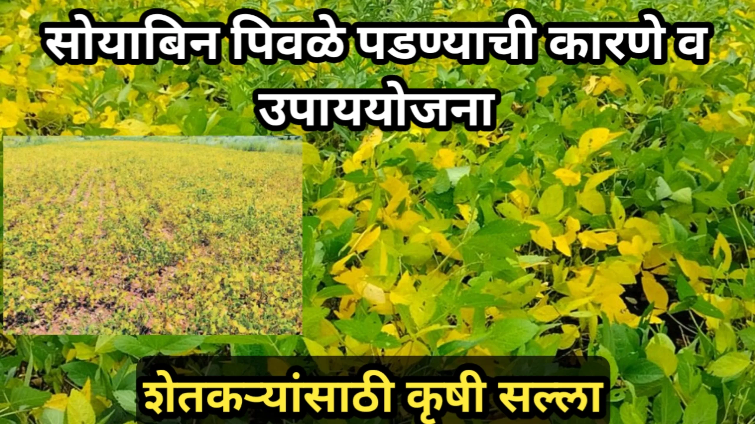 सोयाबिन पिवळे पडण्याची कारणे व उपाययोजना, कृषी सल्ला | Soyabin Pivale padnyavr Upay